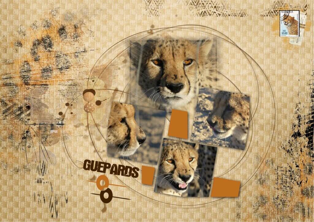 Digiscrap Withmo-les guépards-Namibie