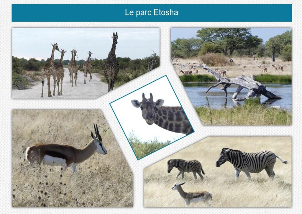 Le parc Etosha_Withmo